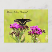 JAV Blackswallow Tail Butterfly 2013 PC 1 Briefkaart (Voorkant)
