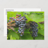 JAV St. Croix paarse druiven 2013 2n Briefkaart (Voorkant / Achterkant)