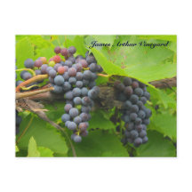 JAV St. Croix paarse druiven 2013 2n