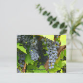 JAV St. Croix paarse druiven 2013 6 Briefkaart (Staand voorkant)