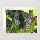 JAV St. Croix paarse druiven 2013 6 Briefkaart (Voorkant / Achterkant)