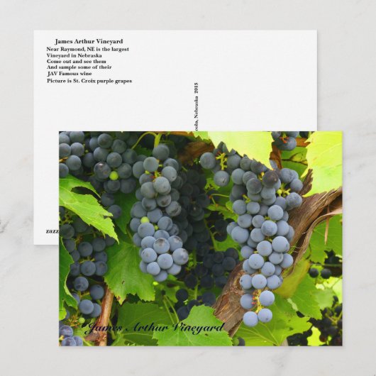 JAV St. Croix paarse druiven 2013 6 Briefkaart (Voorkant / Achterkant)