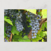 JAV St. Croix paarse druiven 2013 6 Briefkaart (Voorkant)