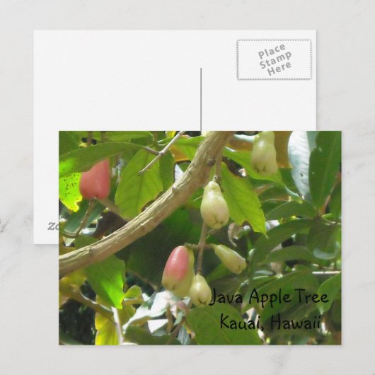 Java Appelboom Briefkaart (Voorkant / Achterkant)