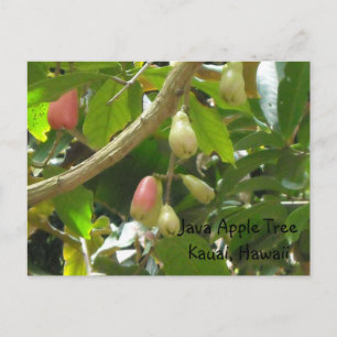 Java Appelboom Briefkaart