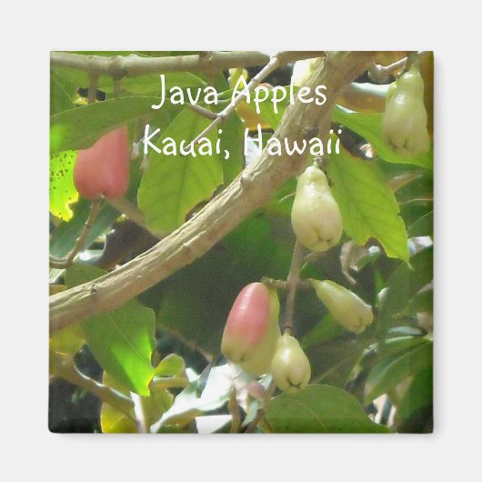 Java Apples Magneet (Voorkant)