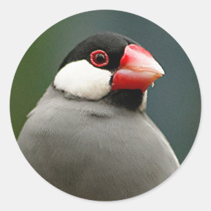 Java Finch Ronde Sticker