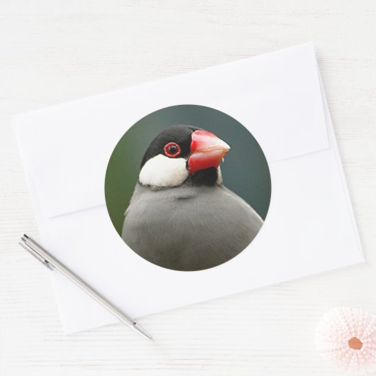Java Finch Ronde Sticker (Envelop)