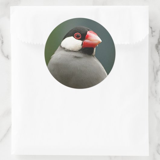 Java Finch Ronde Sticker (Tas)