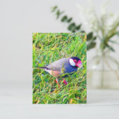 Java Sparrow in Hawaii Briefkaart (Staand voorkant)
