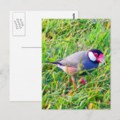 Java Sparrow in Hawaii Briefkaart (Voorkant / Achterkant)