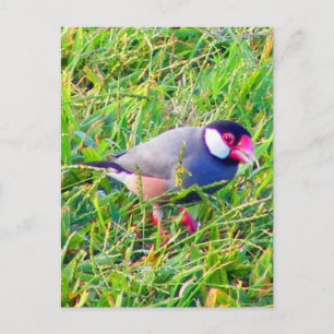 Java Sparrow in Hawaii Briefkaart