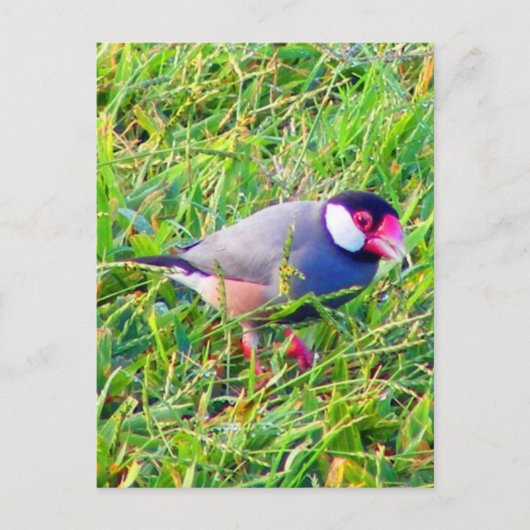 Java Sparrow in Hawaii Briefkaart (Voorkant)
