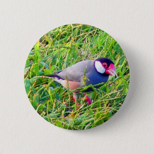 Java Sparrow in Hawaii Ronde Button 5,7 Cm (Voorkant)
