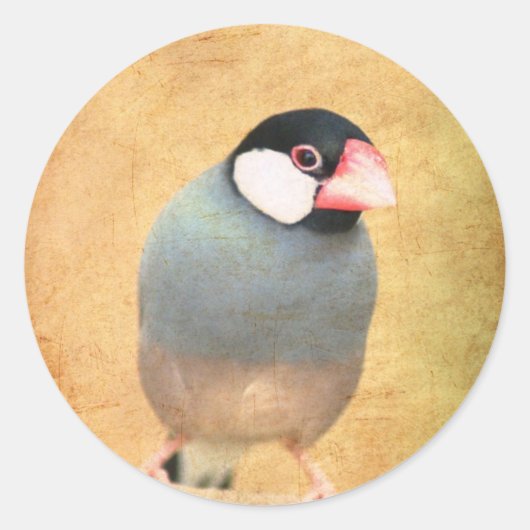 Java Sparrow Ronde Sticker (Voorkant)