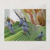Java Sparrows Hawaii Briefkaart (Voorkant)