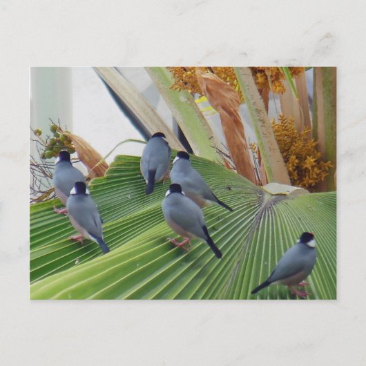 Java Sparrows Hawaii Briefkaart (Voorkant)