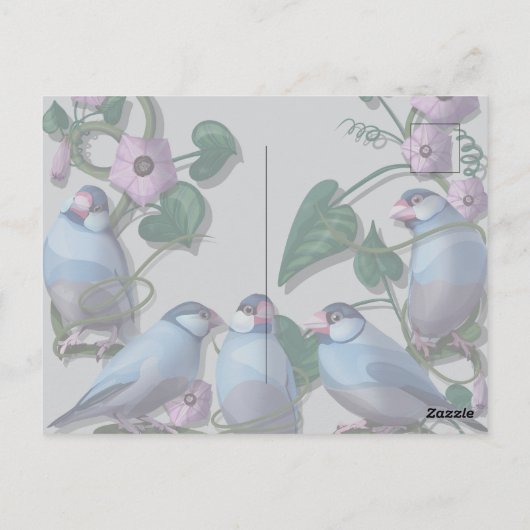 Java Sparrows, Java Coffee Briefkaart (Achterkant)