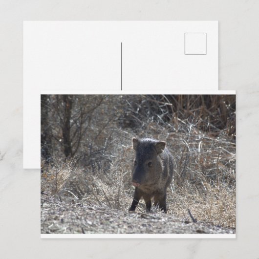 Javalina Briefkaart (Voorkant / Achterkant)