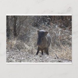 Javalina Briefkaart