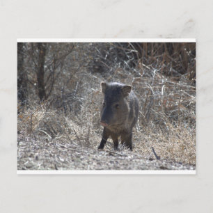 Javalina Briefkaart