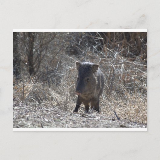 Javalina Briefkaart (Voorkant)