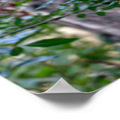 Javan leopard slaapt in een boomtak poster (Hoek)