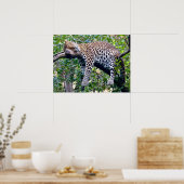 Javan leopard slaapt in een boomtak poster (Keuken)
