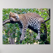 Javan leopard slaapt in een boomtak poster (Voorkant)