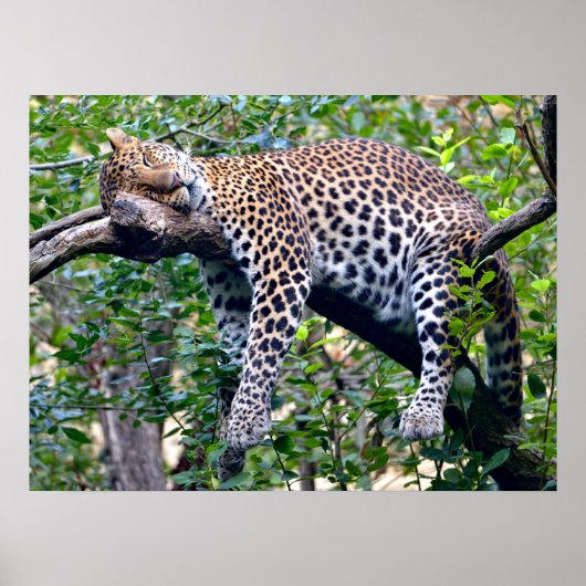 Javan leopard slaapt in een boomtak poster (Voorkant)