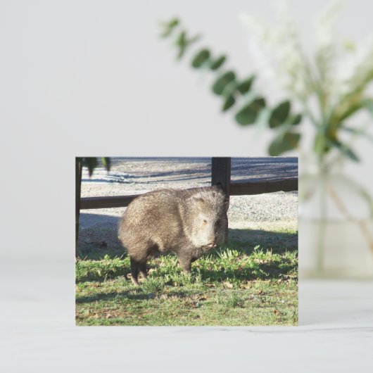 Javelina Briefkaart (Staand voorkant)