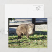Javelina Briefkaart (Voorkant / Achterkant)