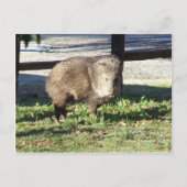 Javelina Briefkaart (Voorkant)