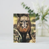 Javelina Briefkaart (Staand voorkant)