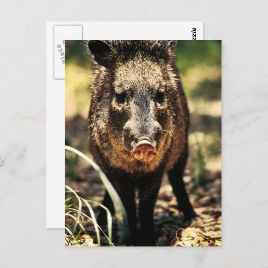 Javelina Briefkaart (Voorkant / Achterkant)