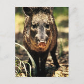 Javelina Briefkaart (Voorkant)