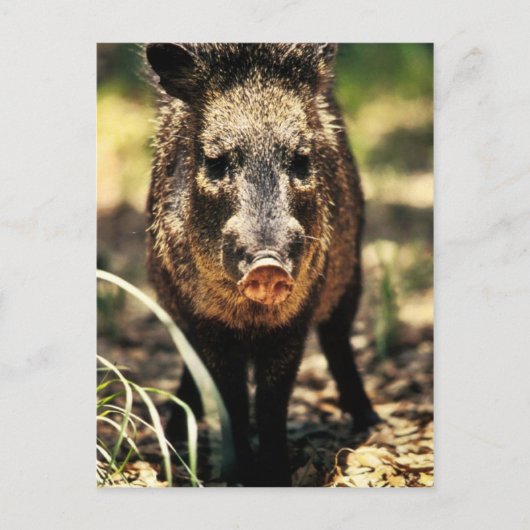 Javelina Briefkaart (Voorkant)