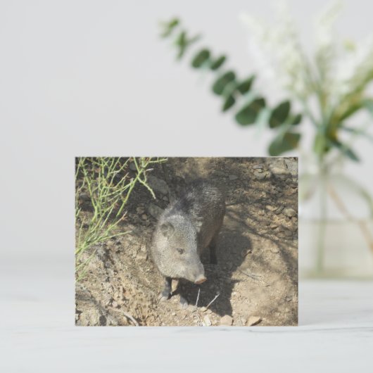 Javelina Briefkaart (Staand voorkant)