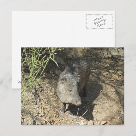 Javelina Briefkaart (Voorkant / Achterkant)