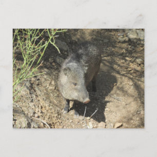 Javelina Briefkaart