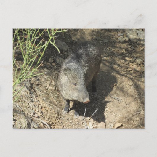 Javelina Briefkaart (Voorkant)