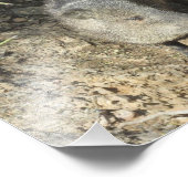 Javelina Foto Afdruk (Hoek)