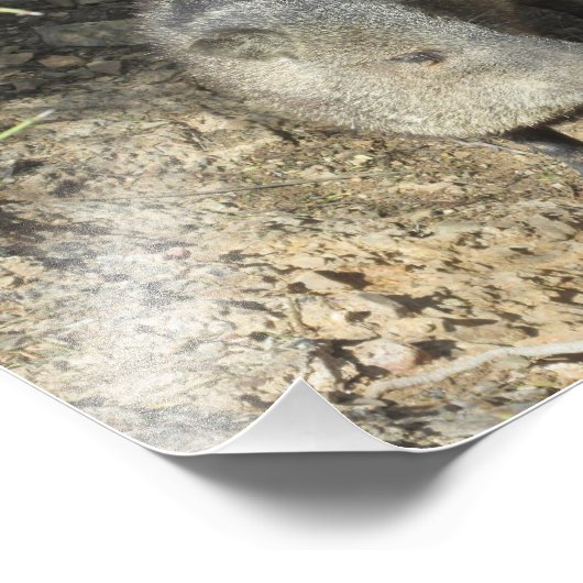 Javelina Foto Afdruk (Hoek)