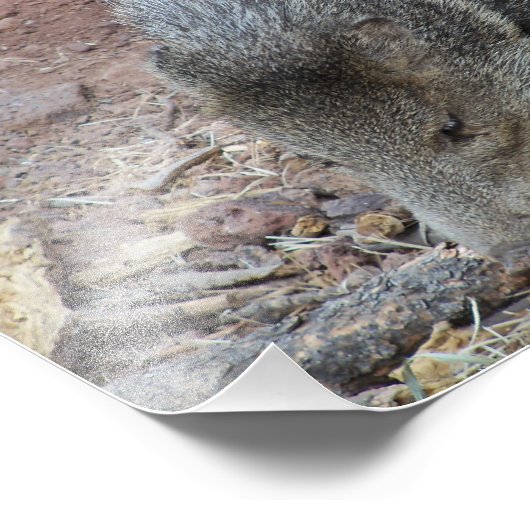 Javelina Foto Afdruk (Hoek)