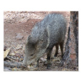 Javelina Foto Afdruk (Voorkant)