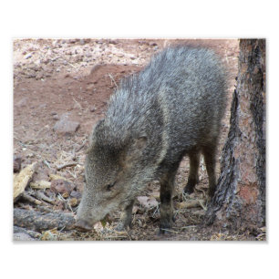 Javelina Foto Afdruk