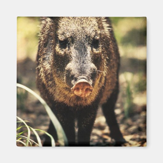 Javelina Magneet (Voorkant)