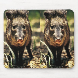 Javelina Muismat