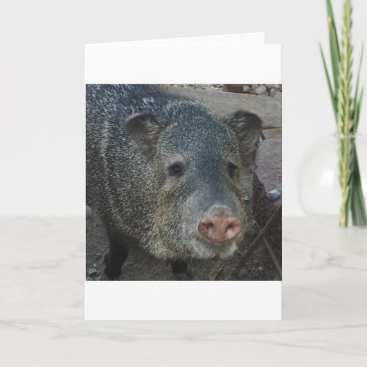 Javelina of Peccary Feestdagen Kaart (Voorkant)