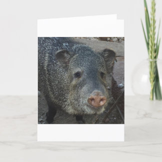 Javelina of Peccary Feestdagen Kaart